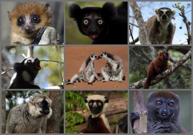 Lemurs