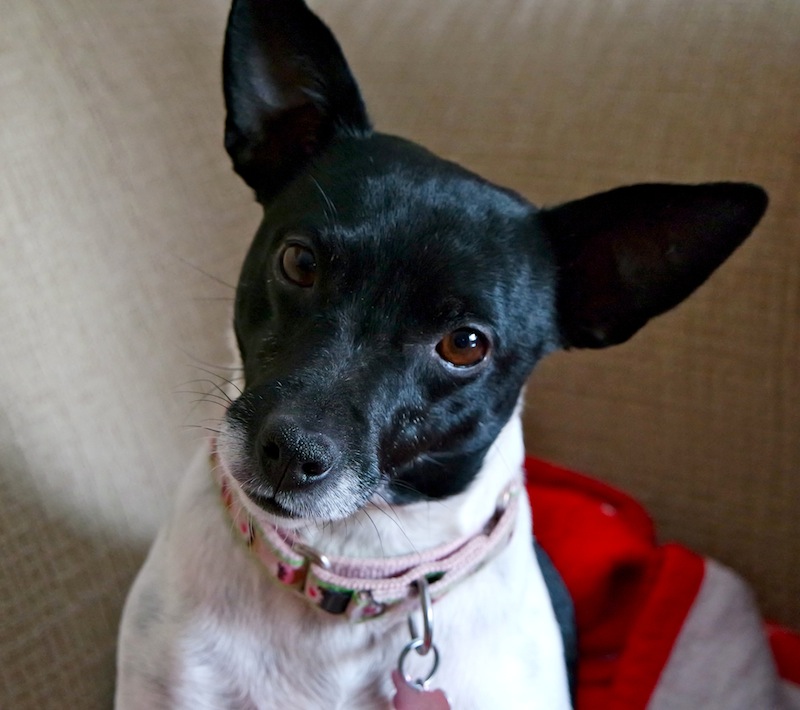 Pepper, my rat terrier