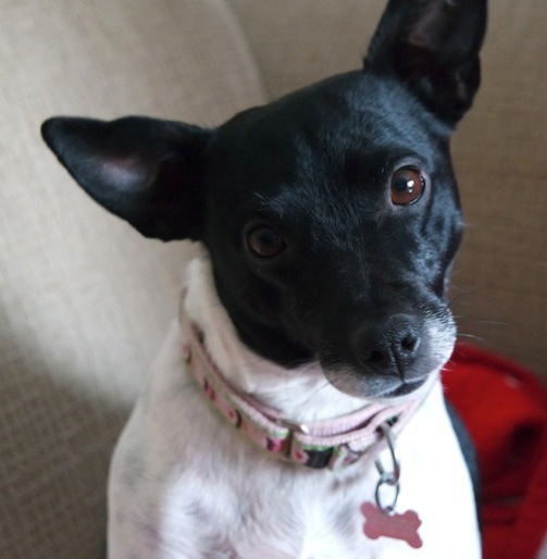 Pepper, our rat terrier