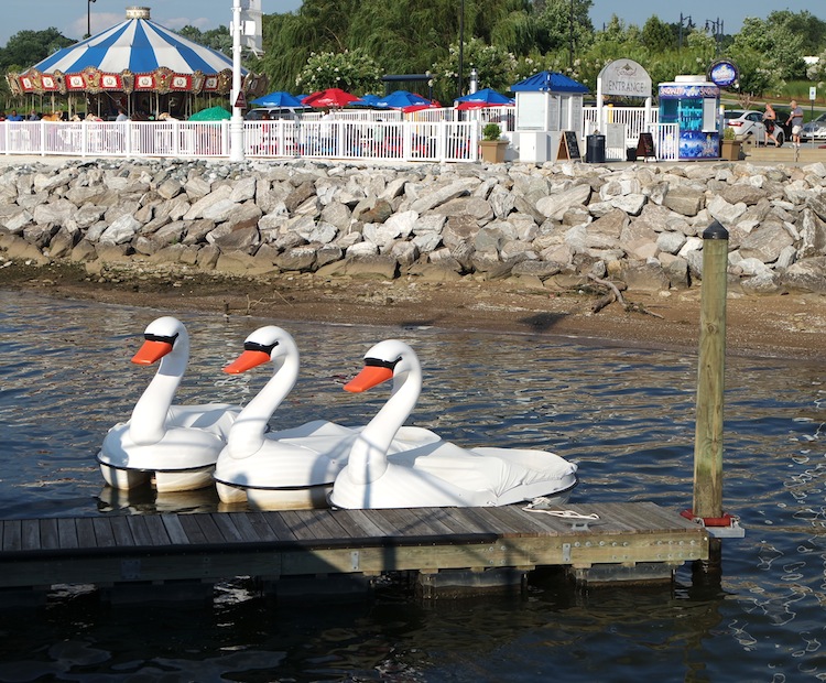 Swan pedal boats at National Harbor