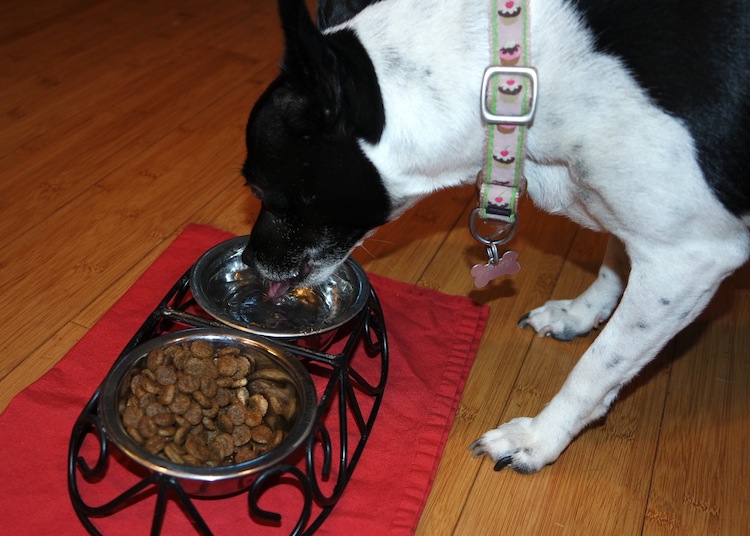 Pepper eating Rachael Ray Nutrish Zero Grain Beef with Bison Dry Dog Food