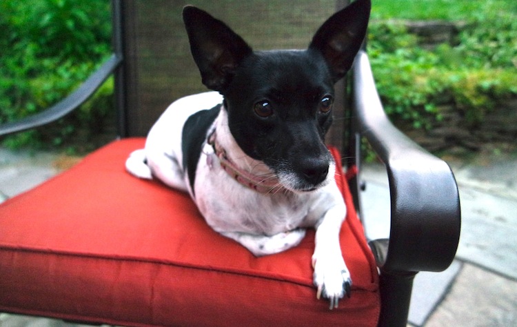 Pepper, my rat terrier