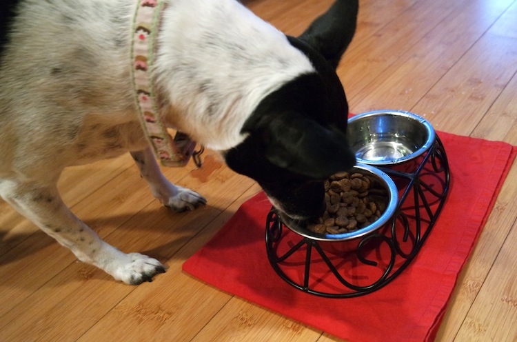 Pepper eating Rachael Ray Nutrish Zero Grain Beef with Bison Dry Dog Food